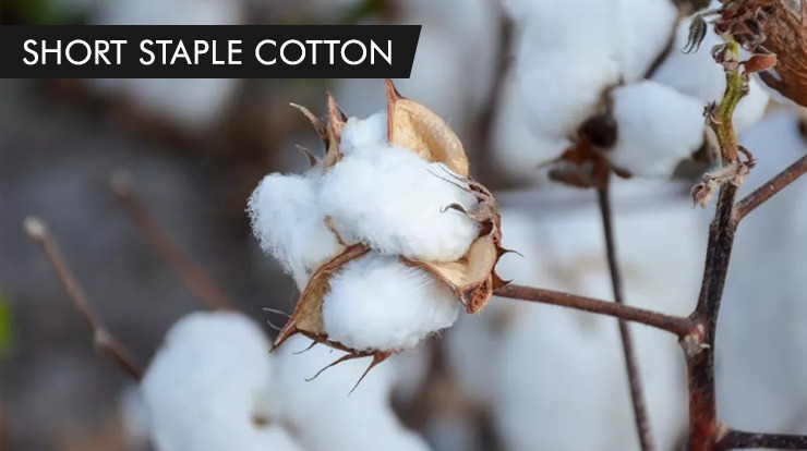 Cotton Production in India - Process & Benefits of Cotton Farming!