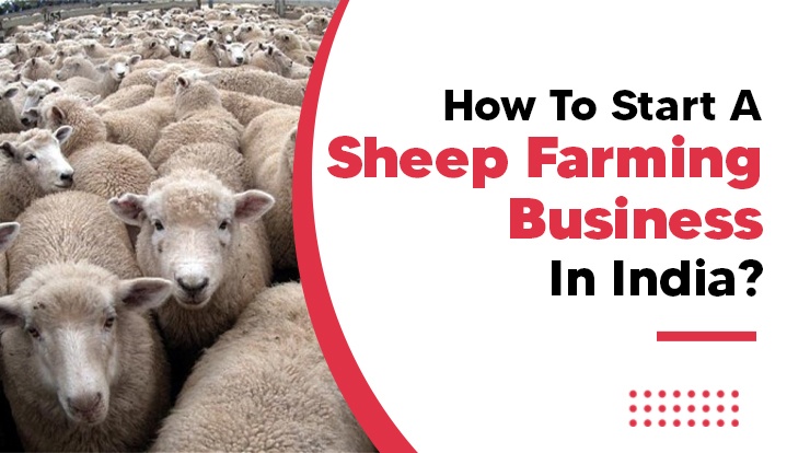 sheep farming business plan in telangana