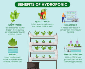 hydroponic farming business plan in india