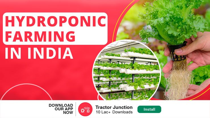 Hydroponic Farming in India - How to Start Hydroponic Cultivation?