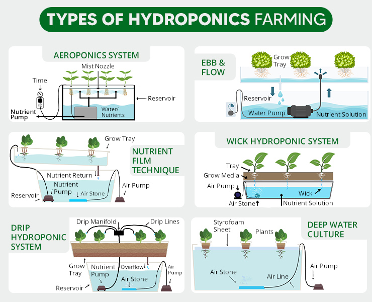 Hydroponic Farming In India How To Start Hydroponic Cultivation