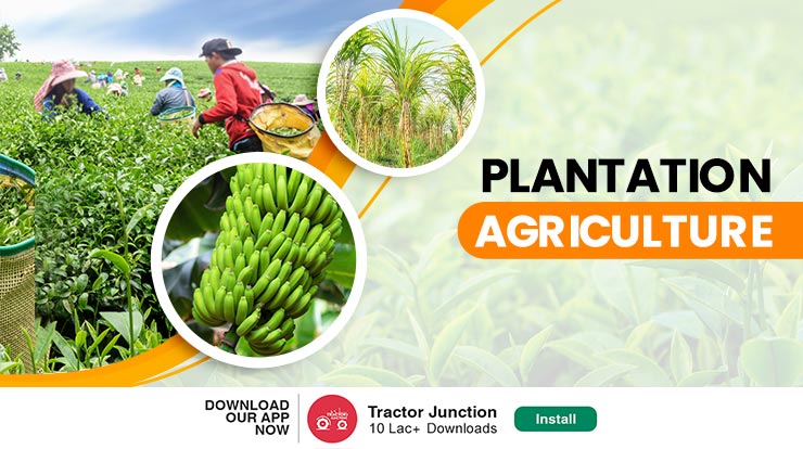 What Is Plantation Agriculture Crops Characteristics