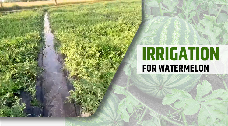 Irrigation for Watermelon