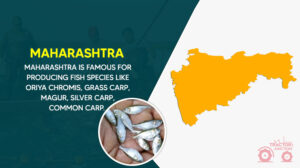 Top 10 Fish Farming States In India - Largest Fish Producing States!