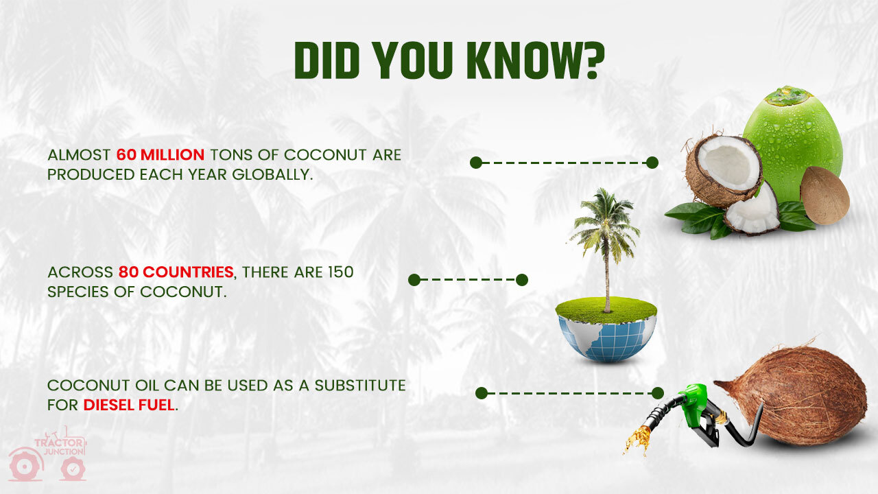 Coconut Farming in India: Coconut Cultivation & Harvesting Tips