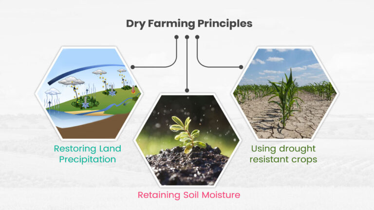 dry-farming-101-everything-you-need-to-know