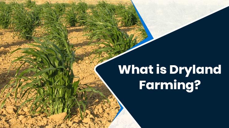 What Is Dryland Farming In India Top Methods To Increase Water Absorption