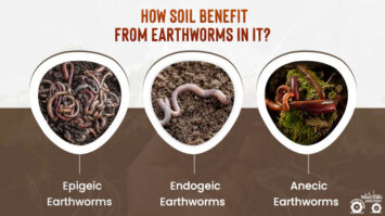 Role Of Earthworms In Soil - How They Increase Crop Yield?