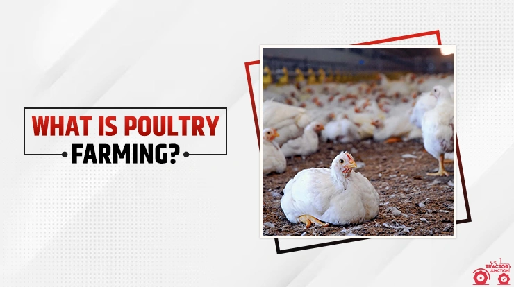 What is Poultry farming