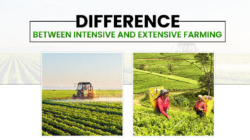 Everything You Need To Know About Extensive Farming In India