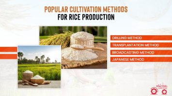 essay on rice cultivation method