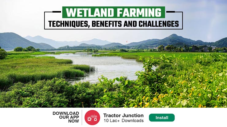 Wetland Farming: Techniques, Benefits, and Challenges