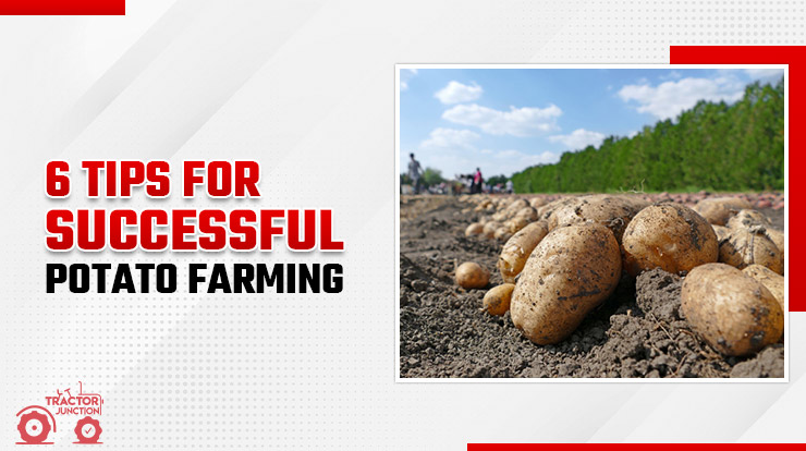 Tips for Successful Potato Farming