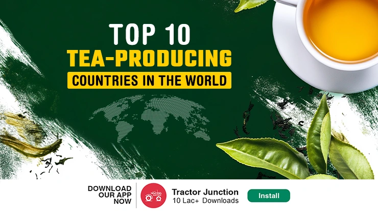 Top 10 Largest Tea Producing Countries in the World