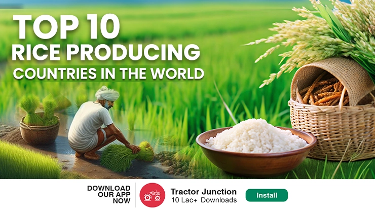 Top 10 Highest Rice Producing Countries In The World